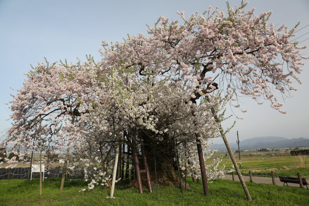 米沢の千歳桜の写真1
