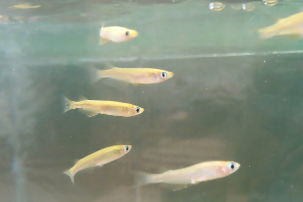 富山大学理学部・氷見市連携研究室 ひみラボ水族館の写真2