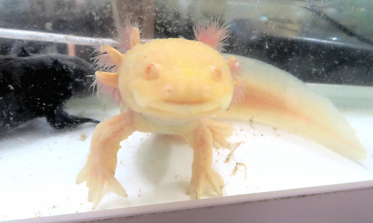 富山大学理学部・氷見市連携研究室 ひみラボ水族館の写真3