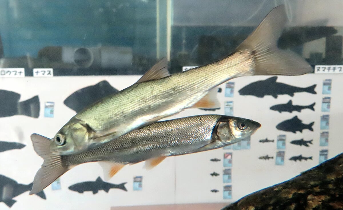 富山大学理学部・氷見市連携研究室 ひみラボ水族館の写真1