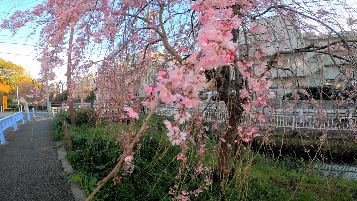 丸子川親水公園の写真1