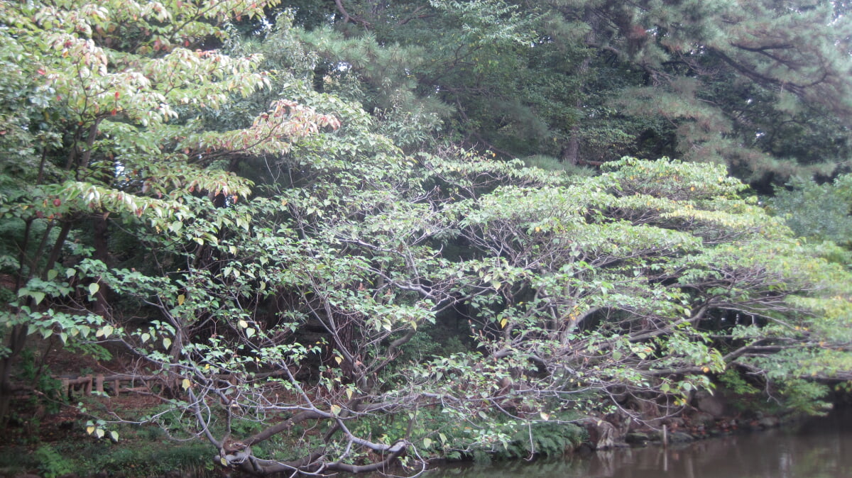 宝来公園の写真4