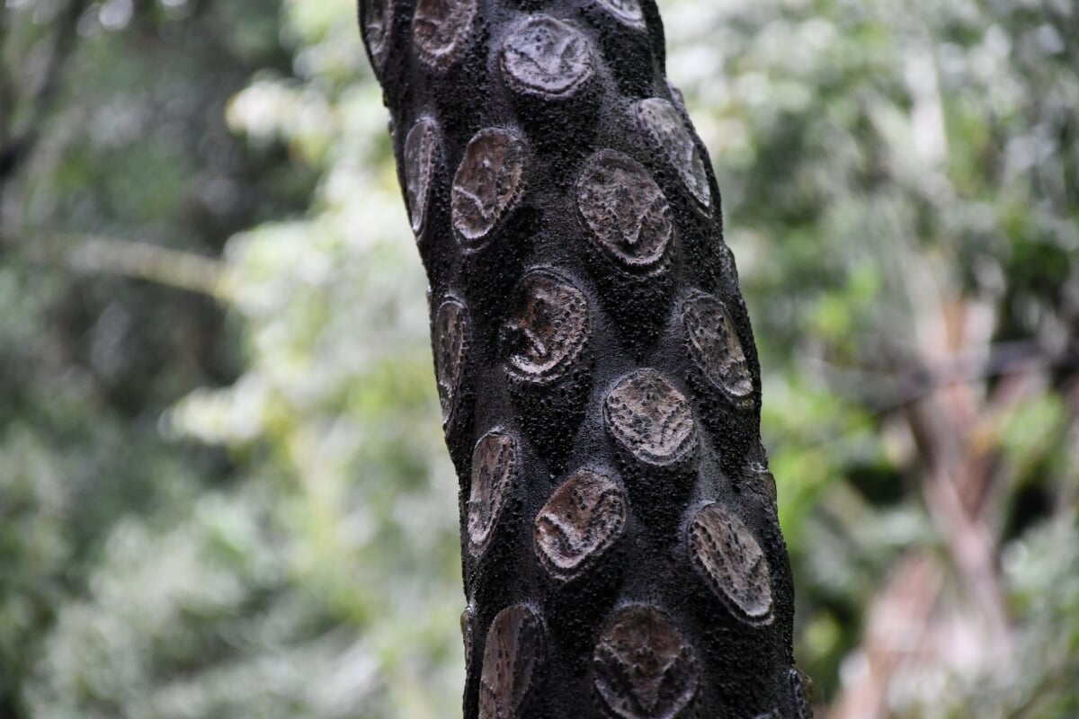 屋久島フルーツガーデン パパイヤの里の写真2