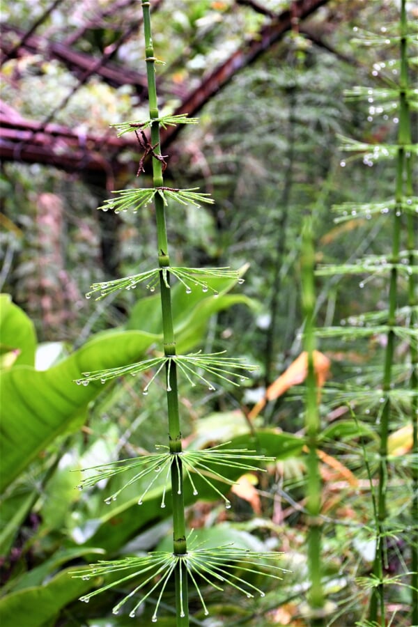 屋久島フルーツガーデン パパイヤの里の写真1