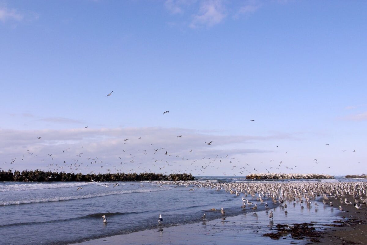 平沢海水浴場の写真1