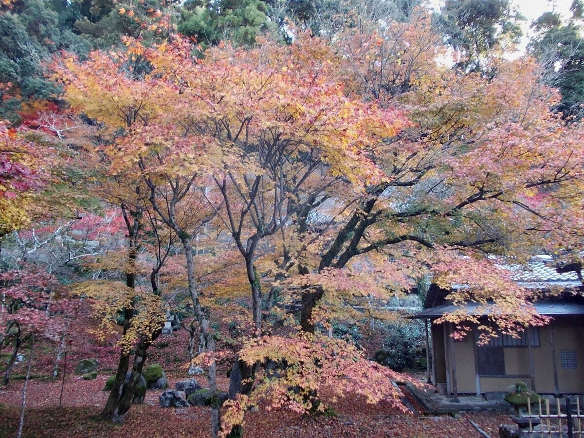 光明禅寺の写真5