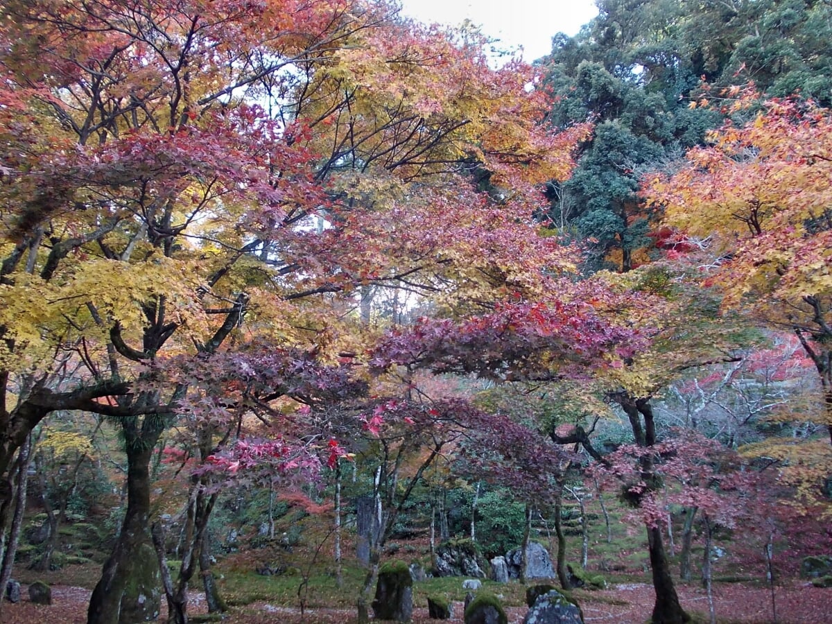 光明禅寺の写真9