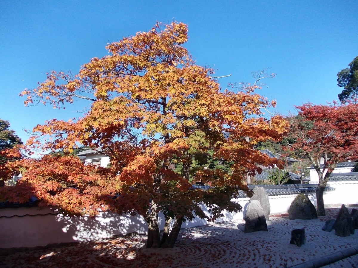 光明禅寺の写真10