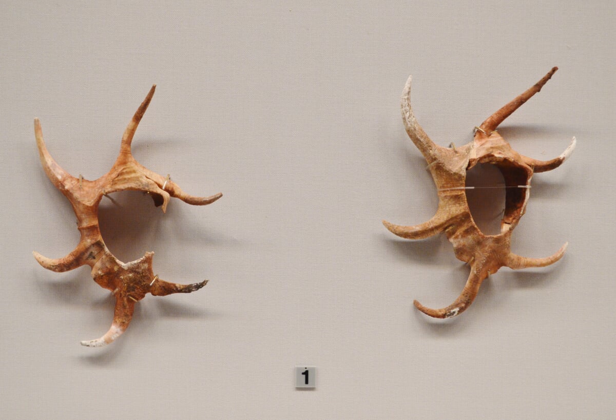 松林山古墳の写真6