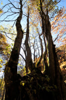 おおくら滝遊歩道