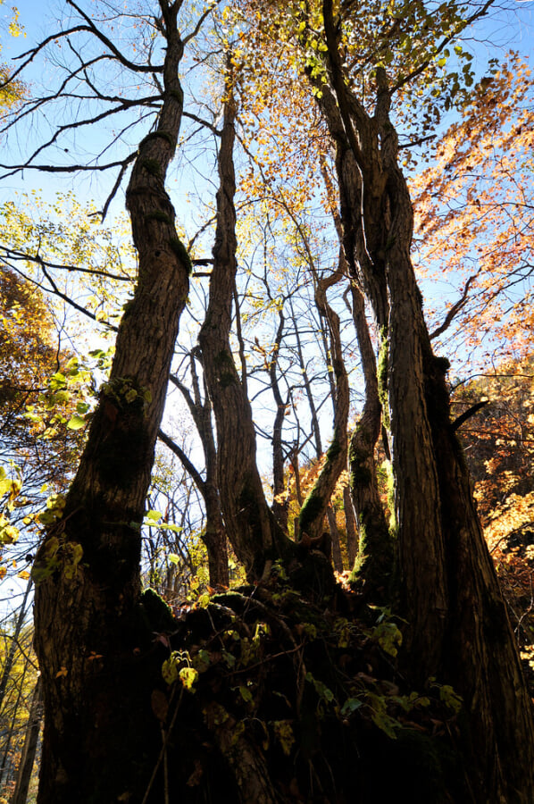 おおくら滝遊歩道の写真1