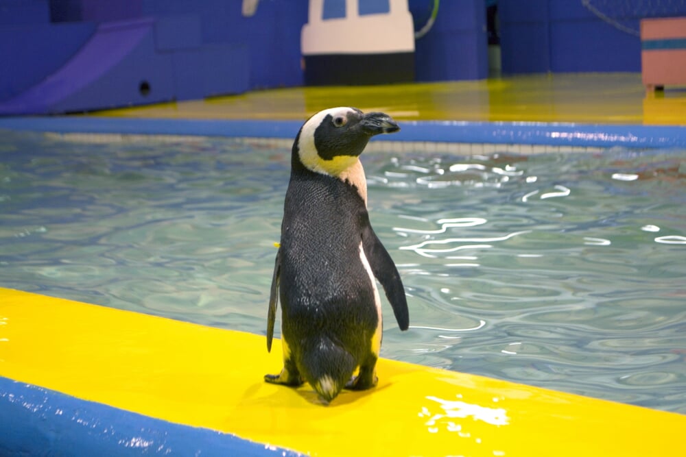 横浜・八景島シーパラダイスの写真3