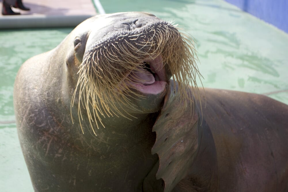 横浜・八景島シーパラダイスの写真4