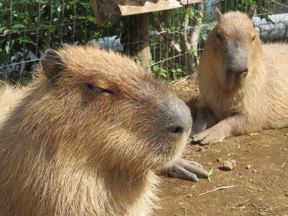横浜・八景島シーパラダイスの写真6