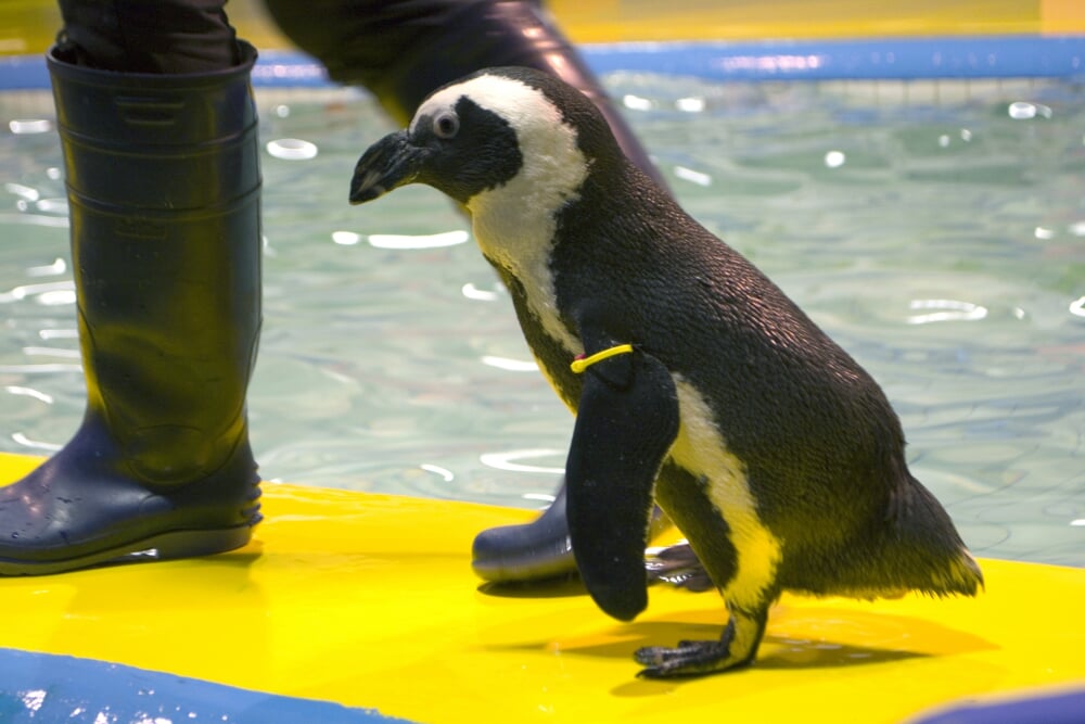 横浜・八景島シーパラダイスの写真7
