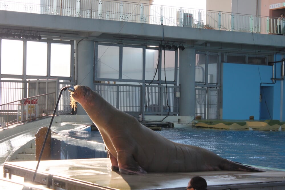 横浜・八景島シーパラダイスの写真8