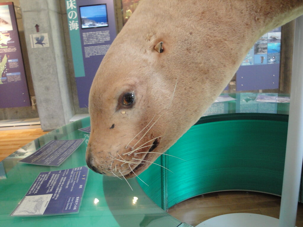 羅臼ビジターセンターの写真6