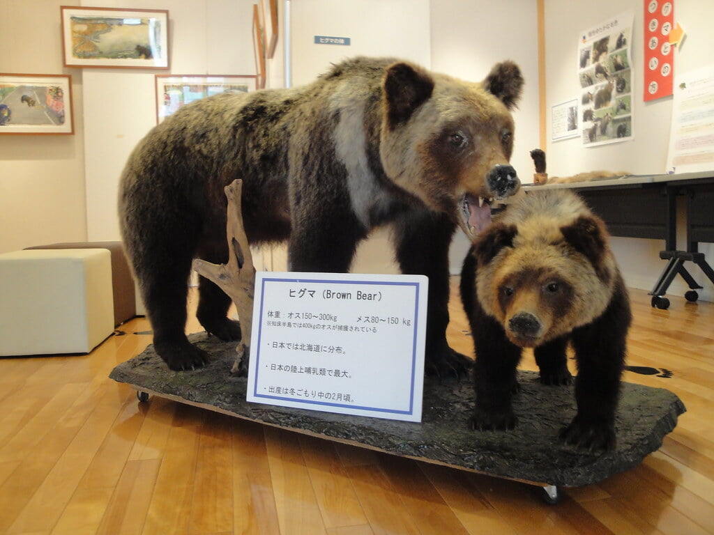 羅臼ビジターセンターの写真10