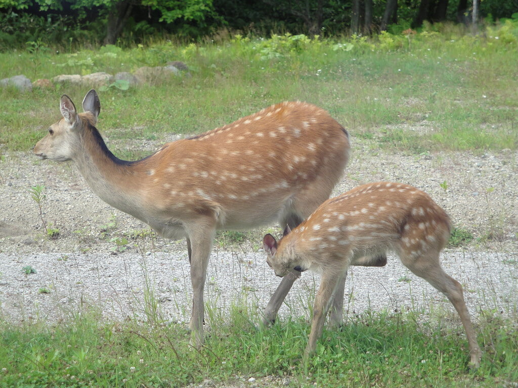 羅臼ビジターセンターの写真13