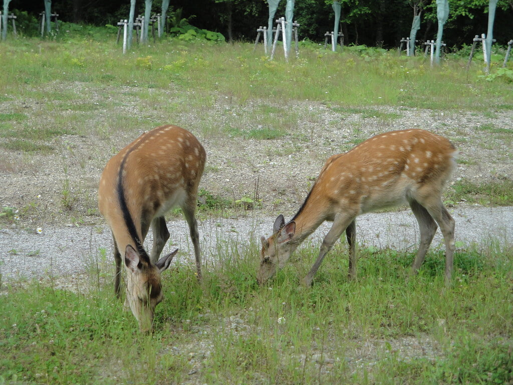 羅臼ビジターセンターの写真14