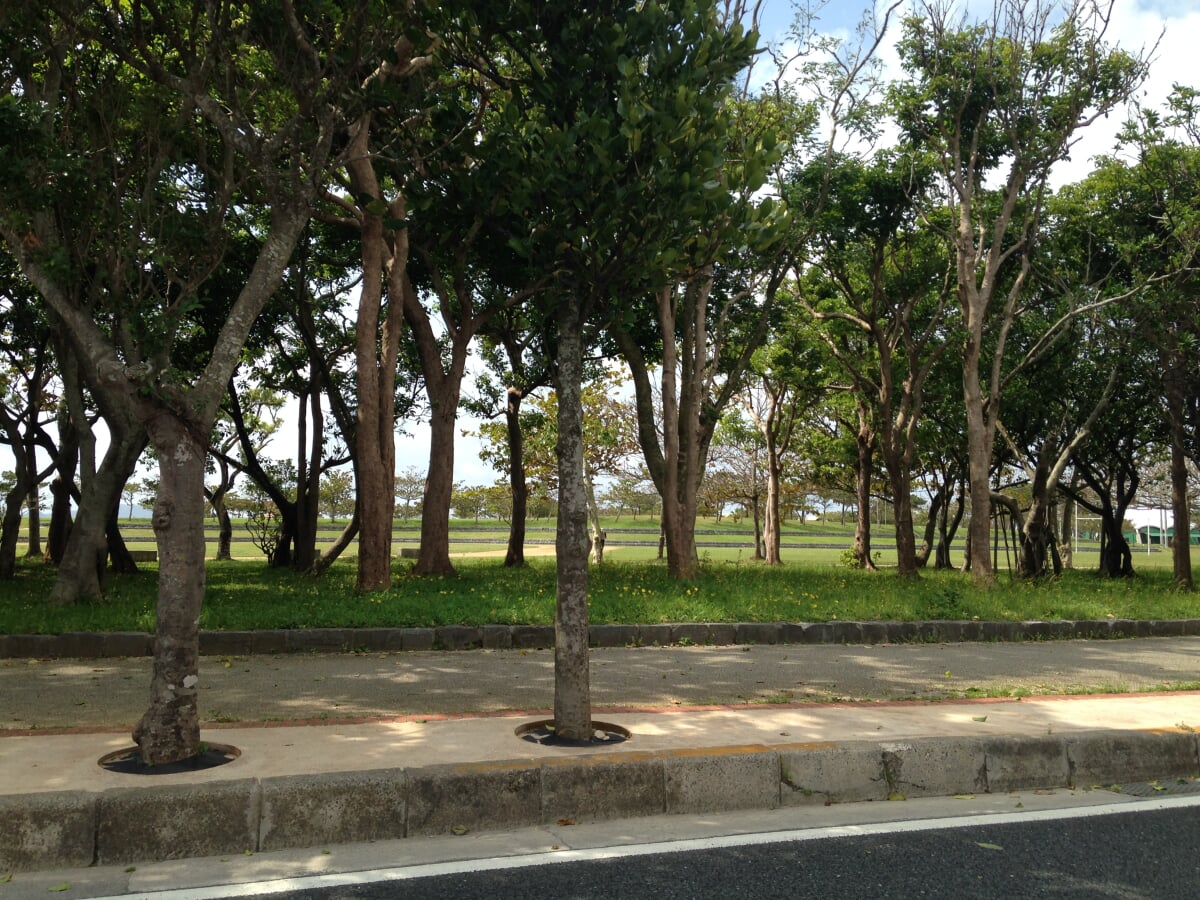 21世紀の森公園の写真1