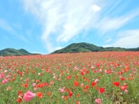 五大尊つつじ公園