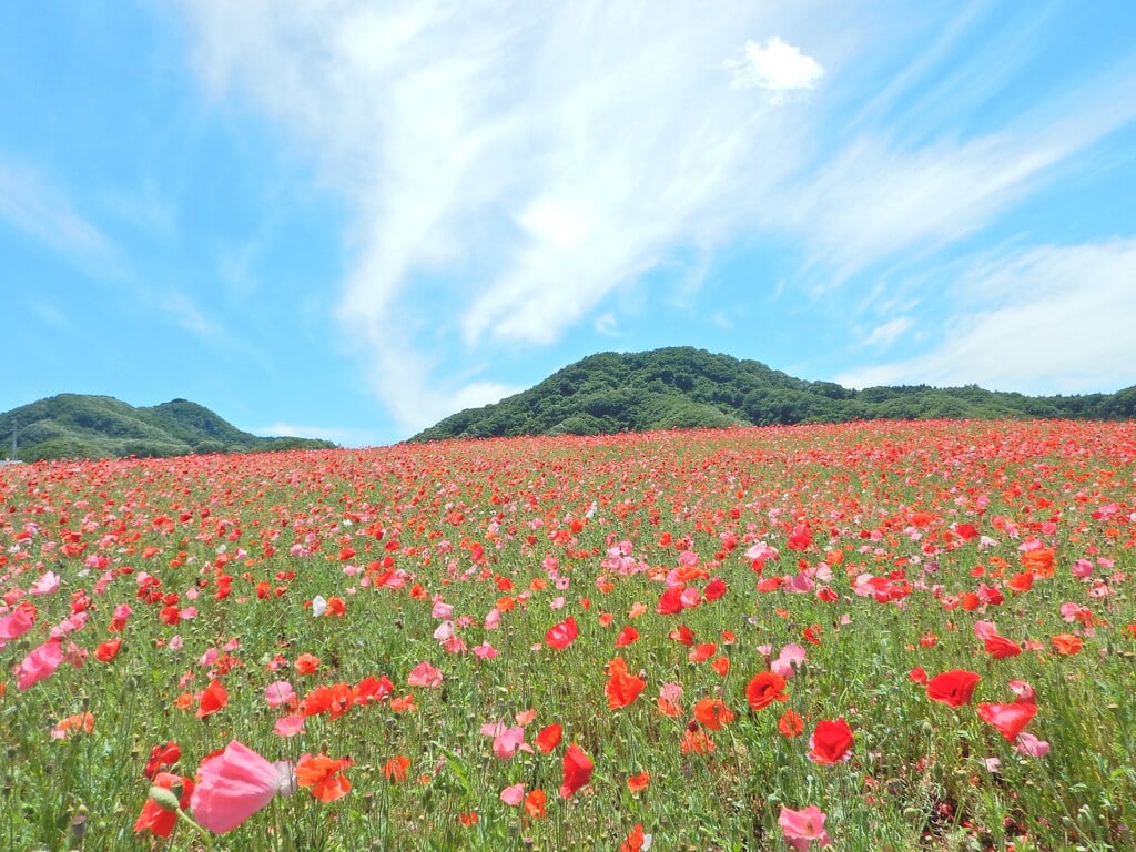 五大尊つつじ公園の写真1