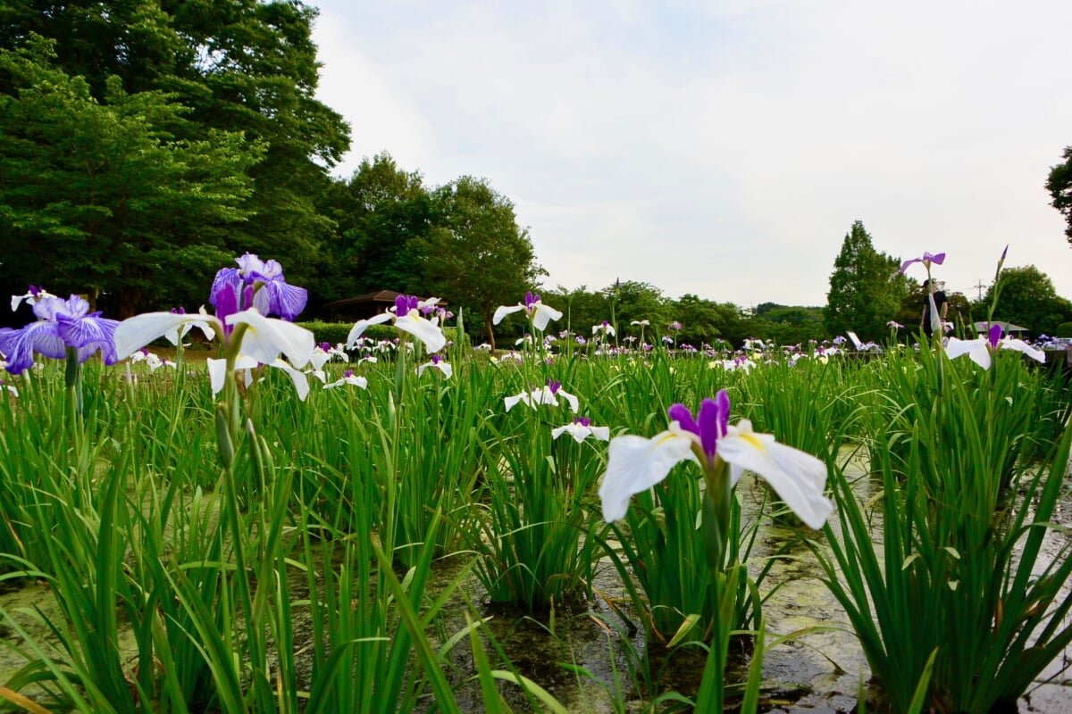  山崎公園(せせらぎ菖蒲園)の写真2