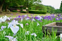 山崎公園(せせらぎ菖蒲園)