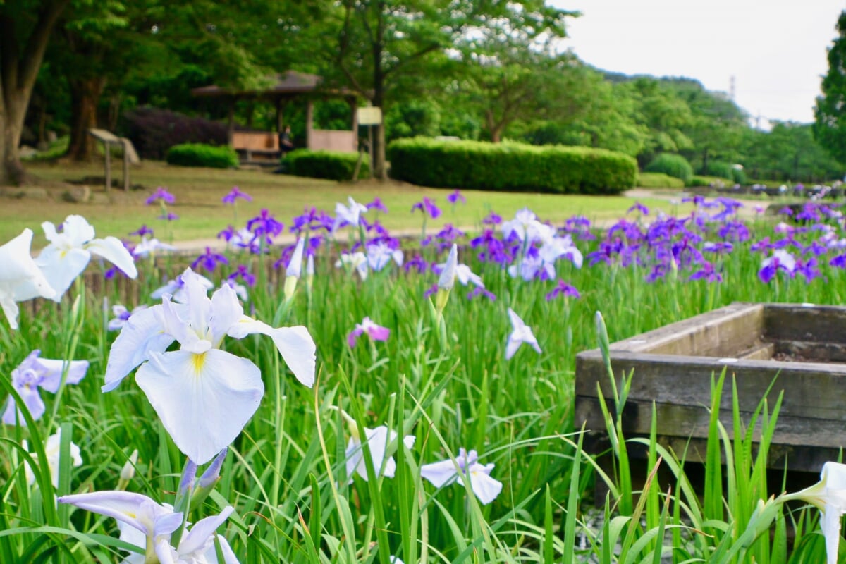  山崎公園(せせらぎ菖蒲園)の写真1