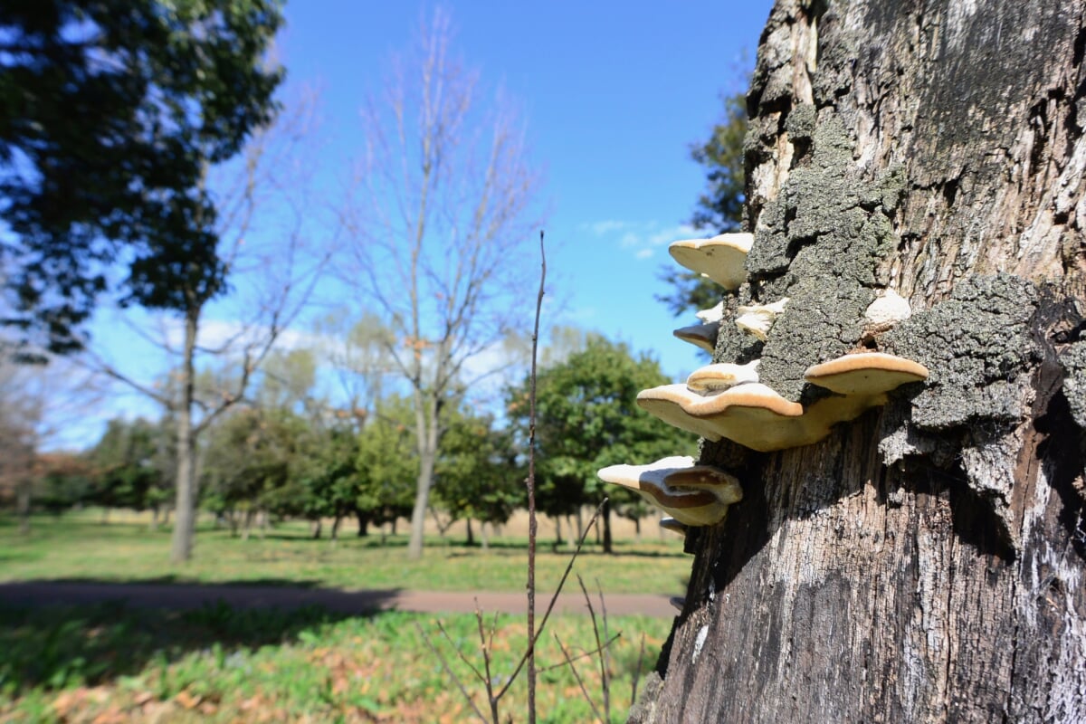 びん沼自然公園の写真3