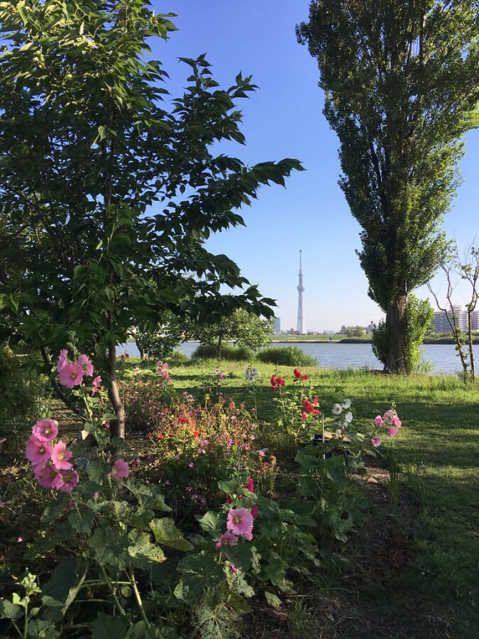 堀切水辺公園の写真3