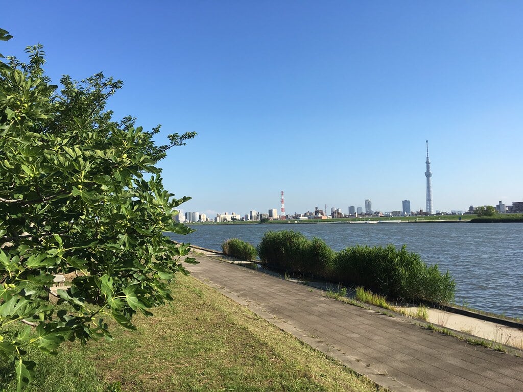 堀切水辺公園の写真6