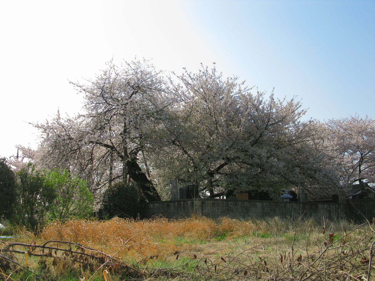 石戸蒲ザクラの写真2