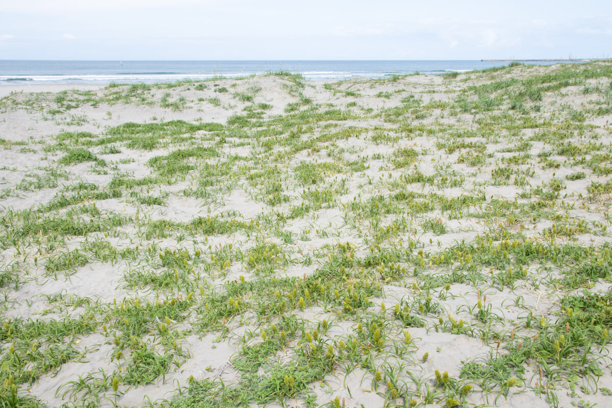 波崎海岸砂丘植物公園の写真2