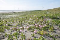 波崎海岸砂丘植物公園