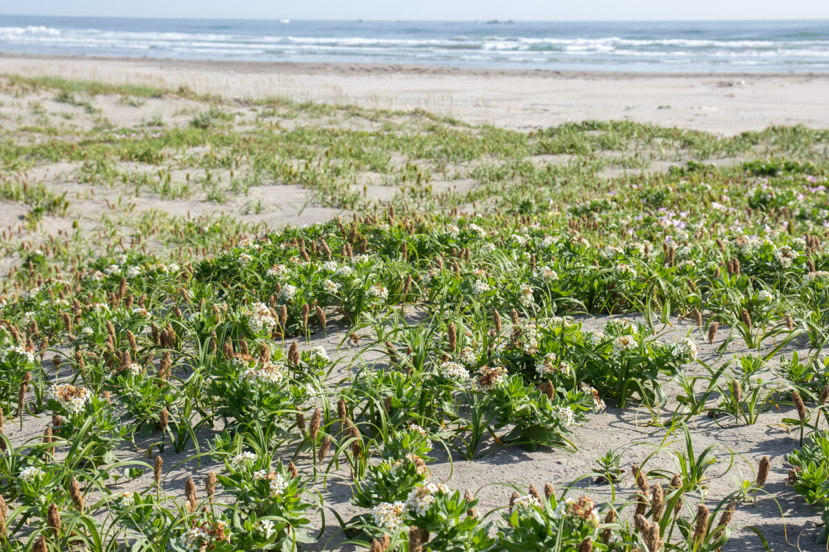 波崎海岸砂丘植物公園の写真5