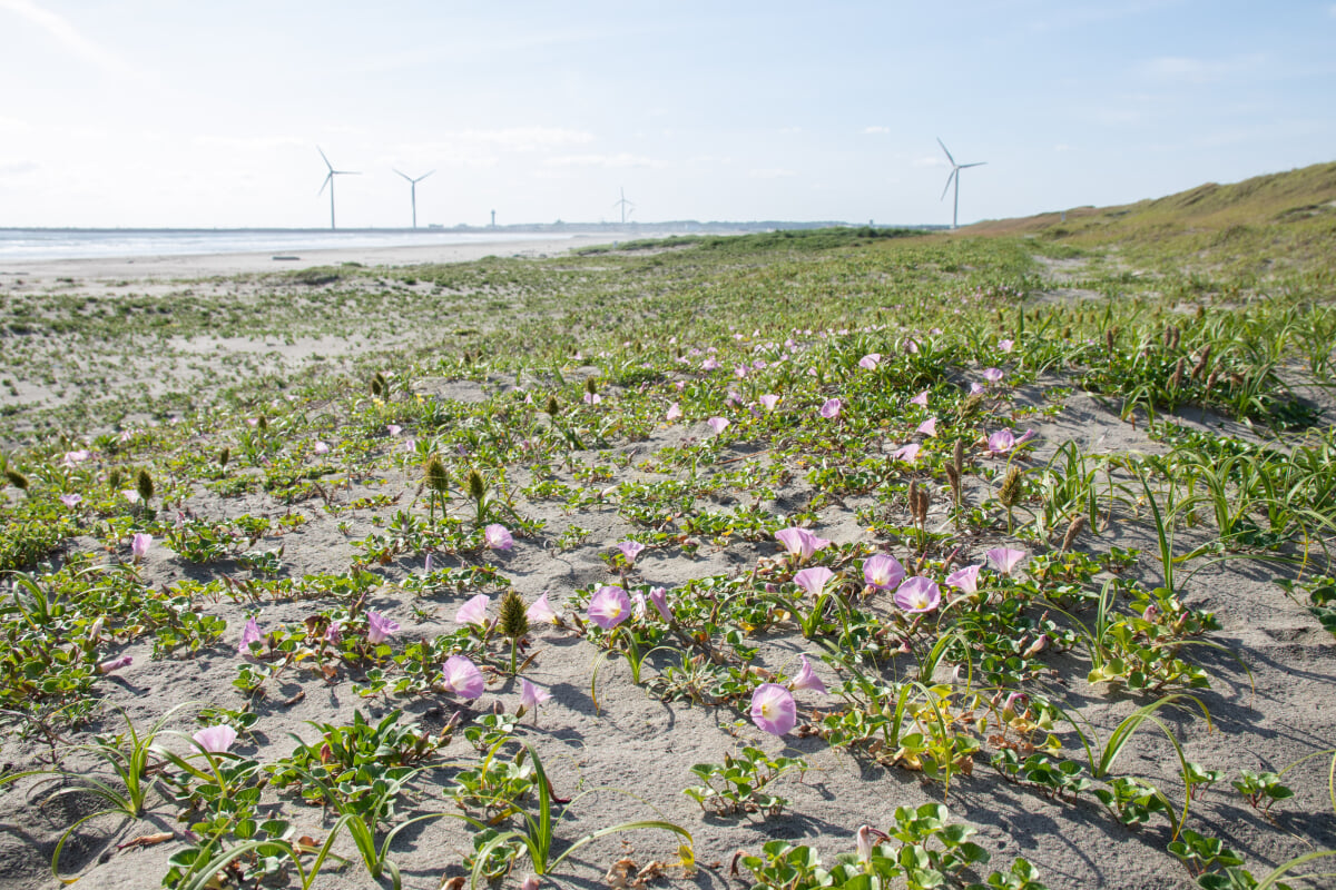 波崎海岸砂丘植物公園の写真1