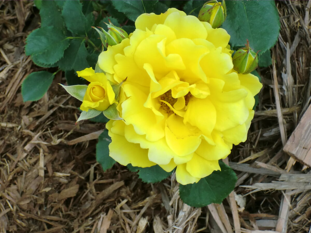 エコパーク水俣の写真3