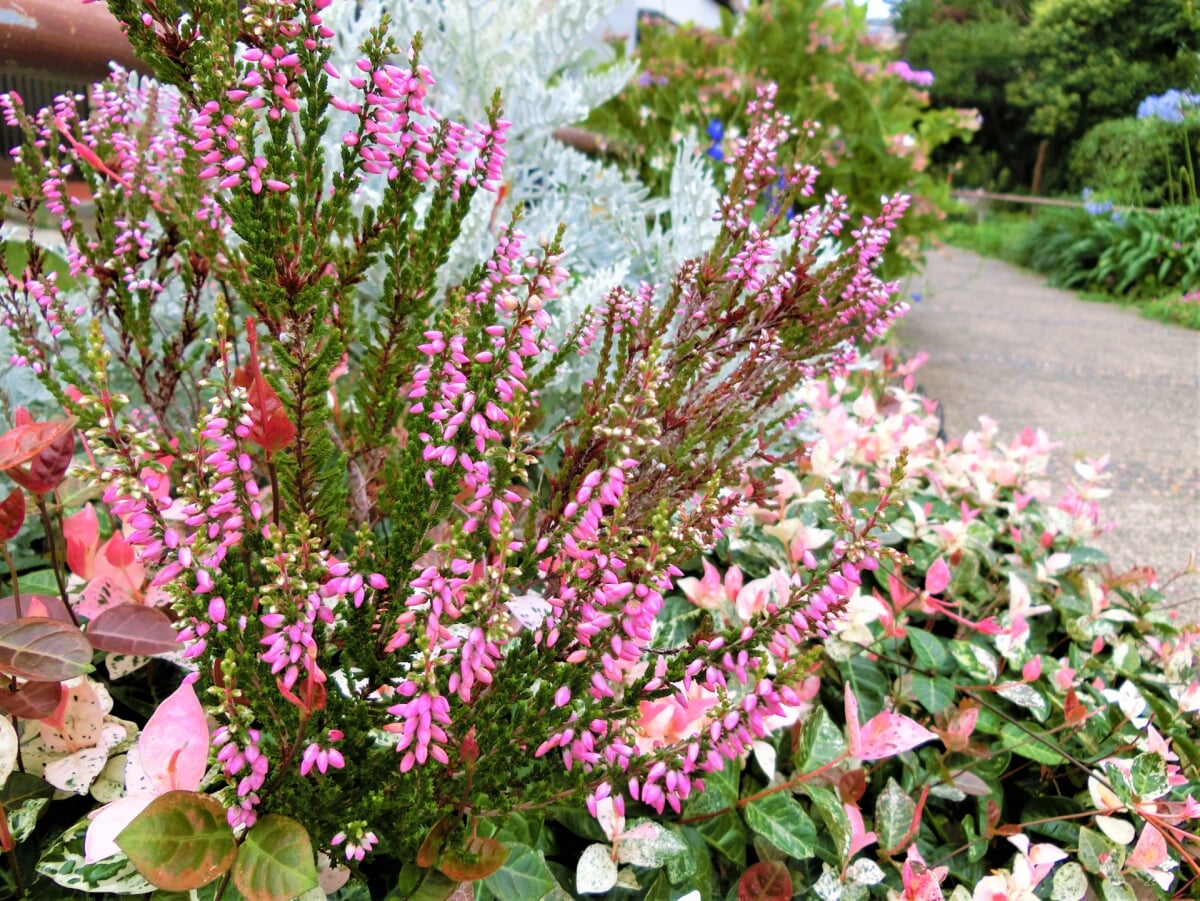 新田緑道の写真2