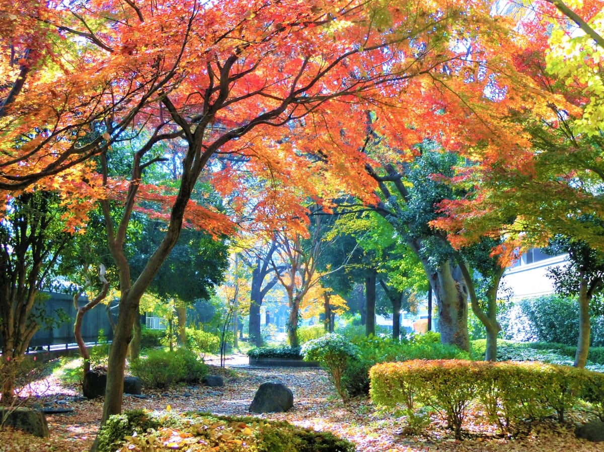 新田緑道の写真3