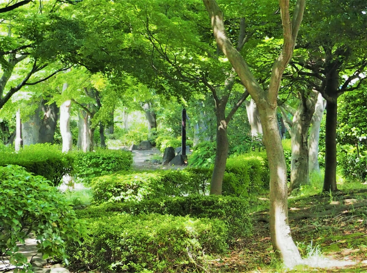 新田緑道の写真5