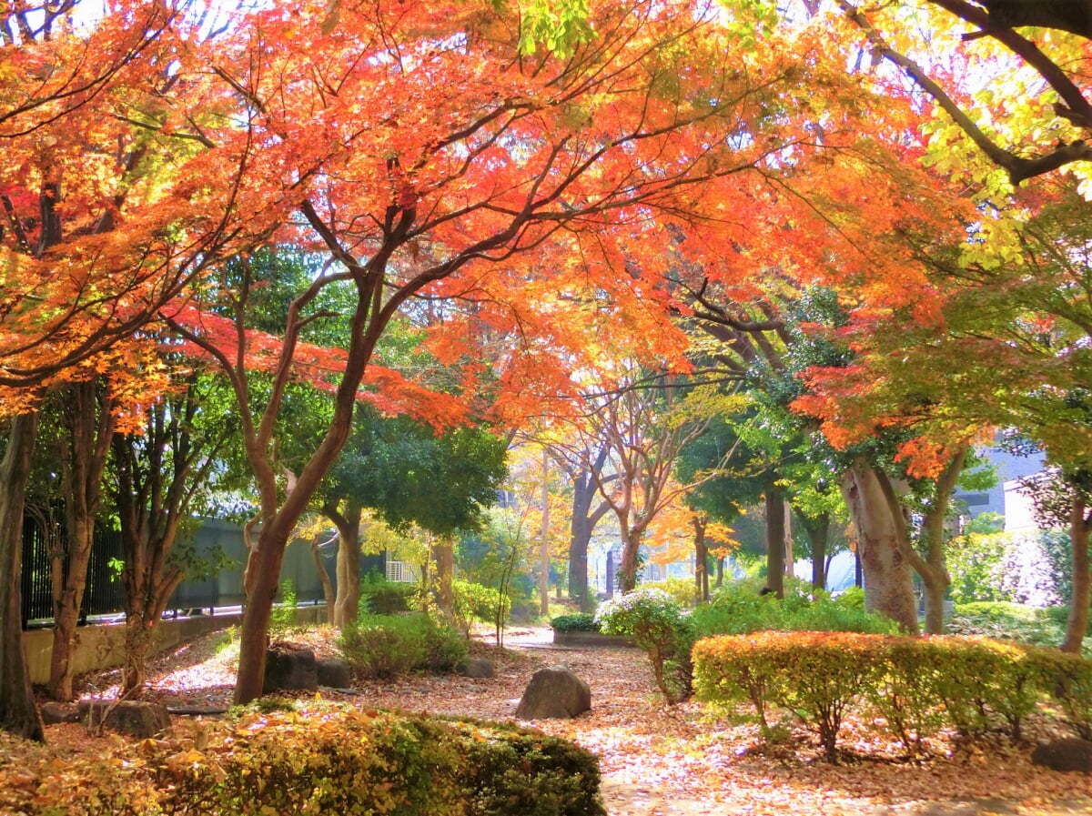 新田緑道の写真1