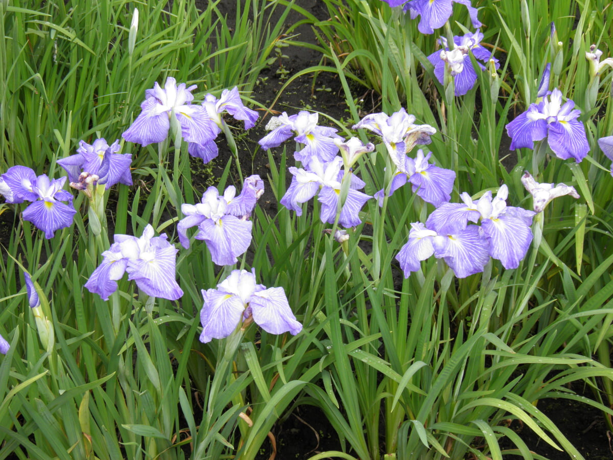 花菖蒲の郷公園の写真2