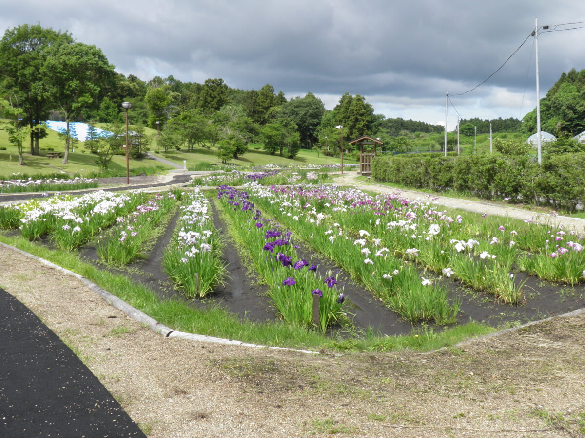 花菖蒲の郷公園の写真3