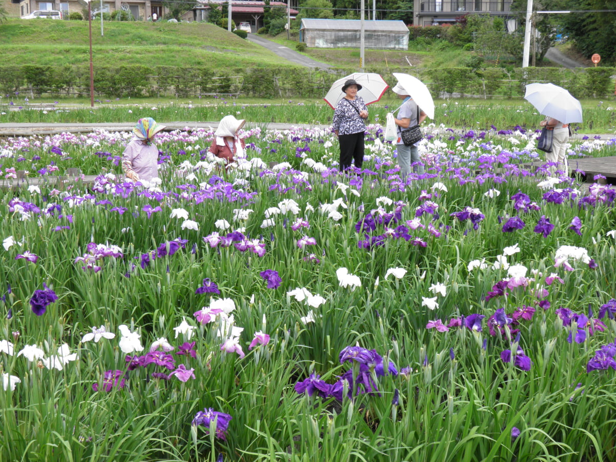 花菖蒲の郷公園の写真1