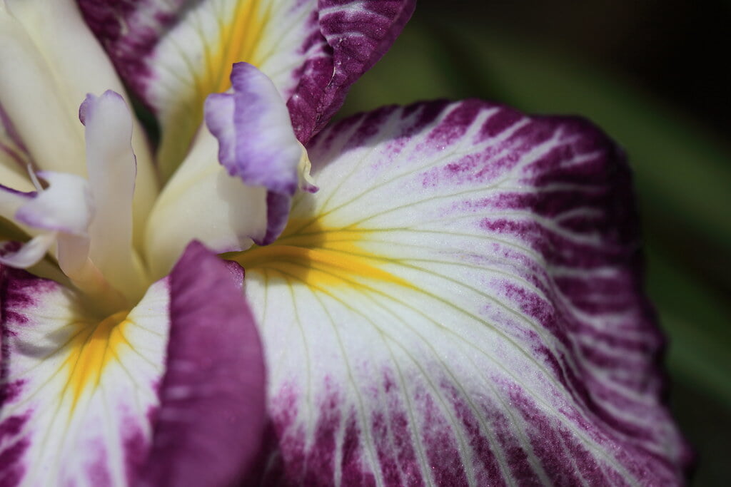 北山公園の写真2