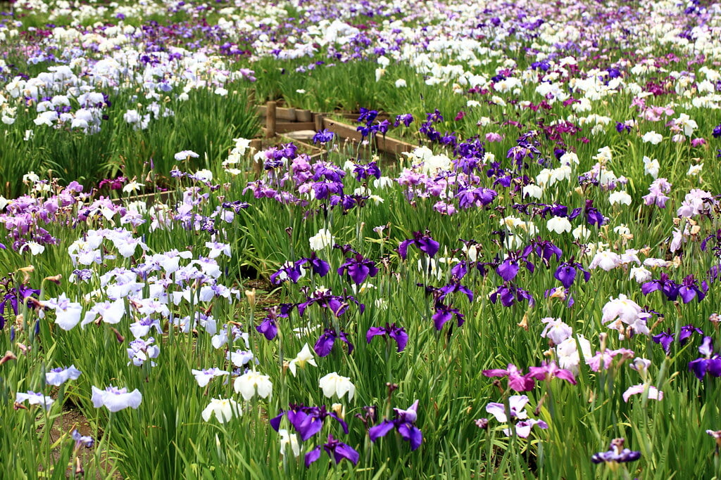 北山公園の写真1