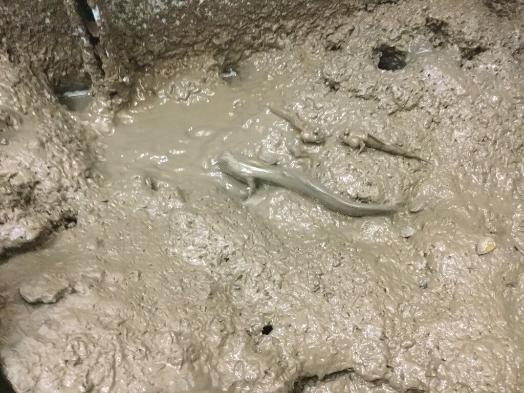 やながわ有明海水族館の写真2