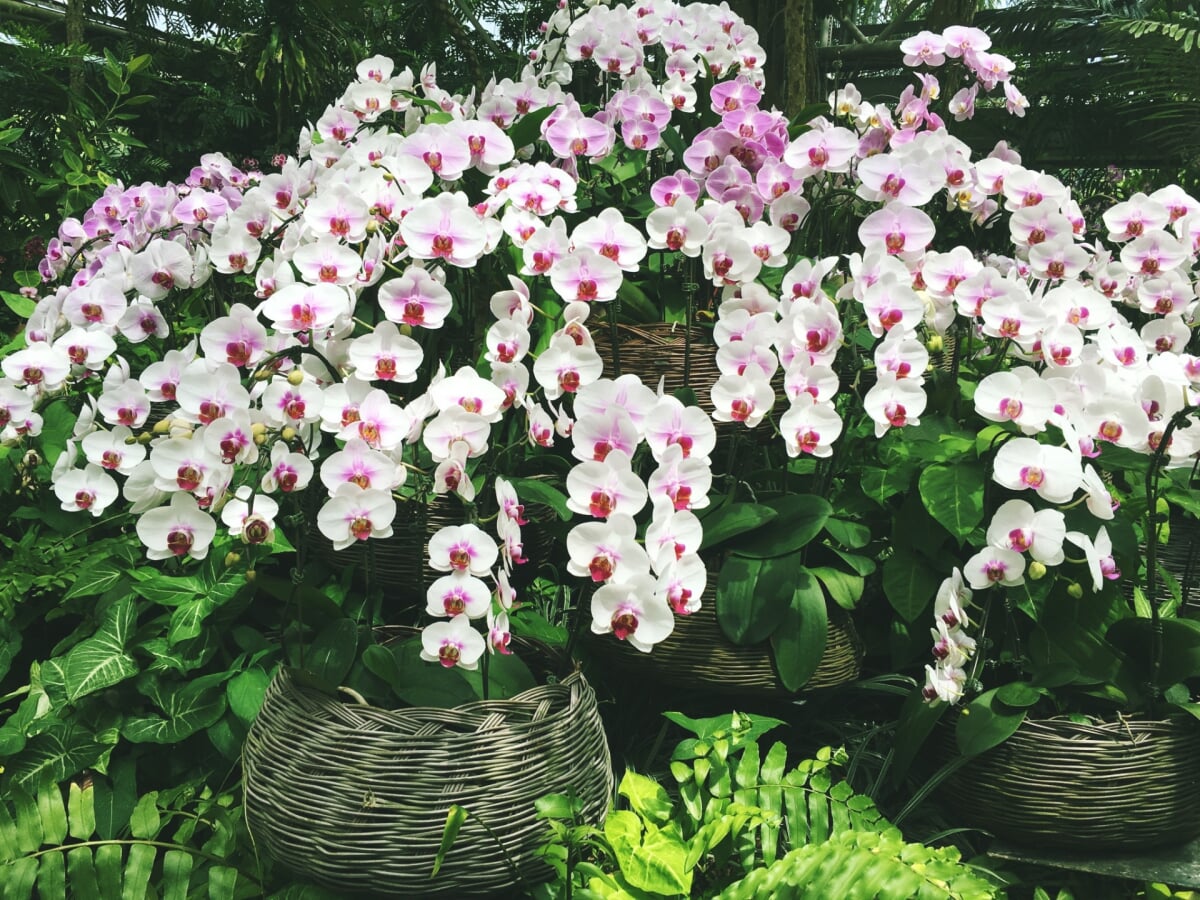 熱帯ドリームセンターの写真2